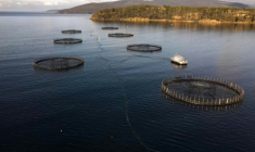 Vue aérienne de parcs à saumons au large de Charlotte Cove, dans le canal d'Entrecasteaux,  le 25 mars 2025 en Tasmanie ( AFP / Gregory PLESSE )
