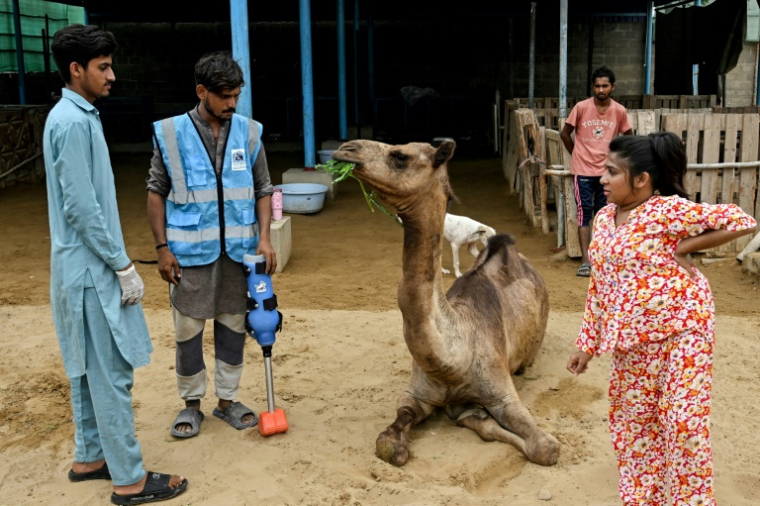 Sheema Khan (à droite), manager à la tête du parc animalier de Karachi (Pakistan) qui a reccueilli la jeune chamelle Cammie, ici juste avant la pose de sa prothèse le 19 juillet 2025 ( AFP / Rizwan TABASSUM )