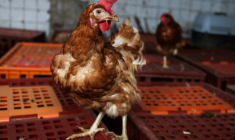 L’interprofession des oeufs s’est fixé comme objectif de passer à 90% de poules hors cages d’ici 2030, contre 78% aujourd’hui en France ( AFP / Charly TRIBALLEAU )