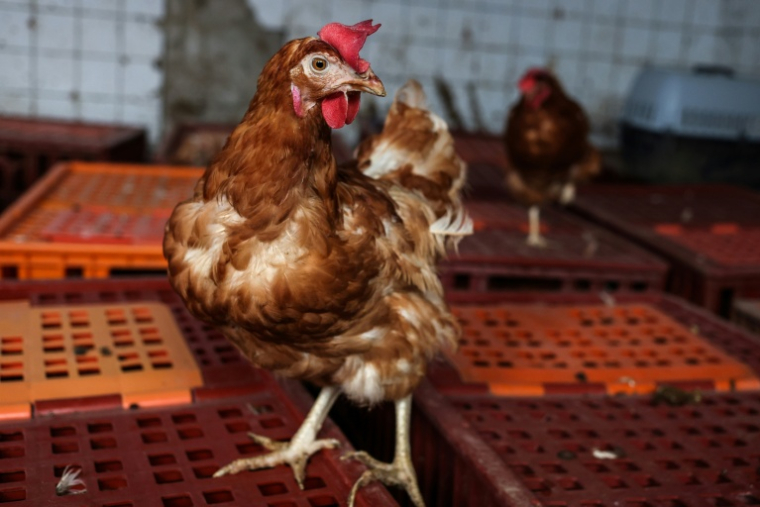 L’interprofession des oeufs s’est fixé comme objectif de passer à 90% de poules hors cages d’ici 2030, contre 78% aujourd’hui en France ( AFP / Charly TRIBALLEAU )