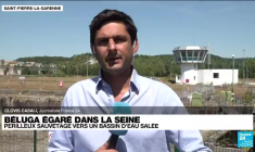 Béluga dans la Seine: 'Une opération d'extraction se prépare'