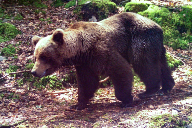 Un ours brun près de Melles, dans les Pyrénées françaises, le 4 juin 2020 ( Pays de l'Ours / - )
