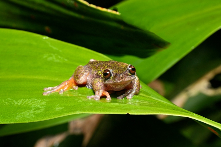 Un spécimen d'une nouvelle espèce de grenouille découverte au Costa Rica, connue sous le nom de "grenouille des sources" (Isthmohyla nacientes), à San José, le 6 août 2026 ( AFP / Ezequiel BECERRA )