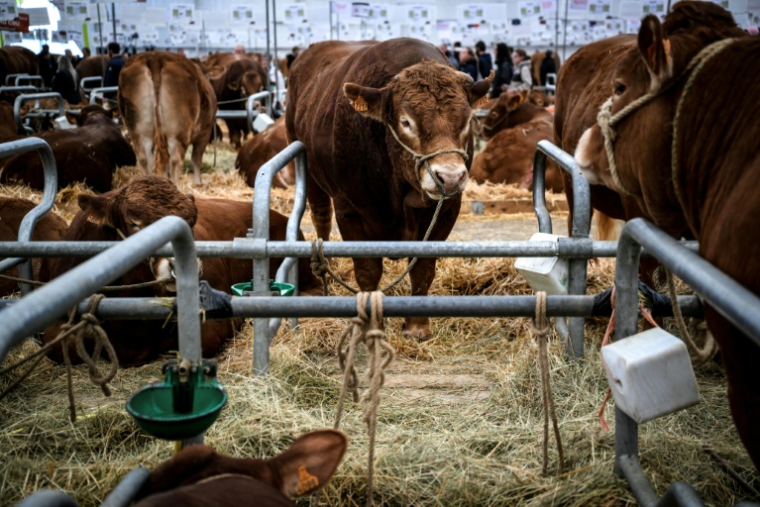 Des vaches au Sommet de l'élevage à Cournon-d'Auvergne, le 8 octobre 2026 dans le Puy-de-Dôme ( AFP / OLIVIER CHASSIGNOLE )