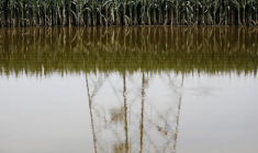 Un champ de maïs innondé par les pluies et inondations en Chine