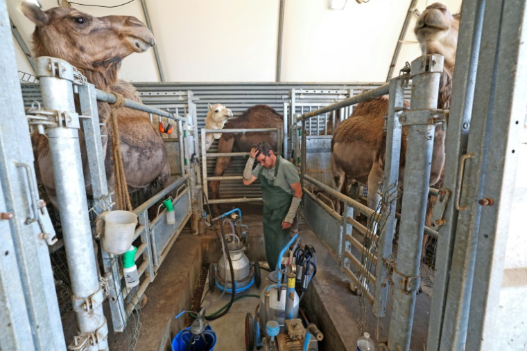 Julien Job, propriétaire de "La Camelerie", une ferme de chameaux, se prépare à traire des chamelles à Feignies, le 16 juin 2025 dans le Nord ( AFP / FRANCOIS LO PRESTI )