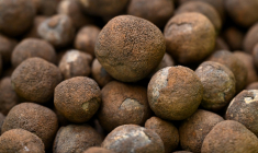 Les nodules polymétalliques sont des concrétions minérales nichées entre 4000 et 6000 mètres de fond, dont la formation prend des millions d'années (illustration) ( AFP / WILLIAM WEST )