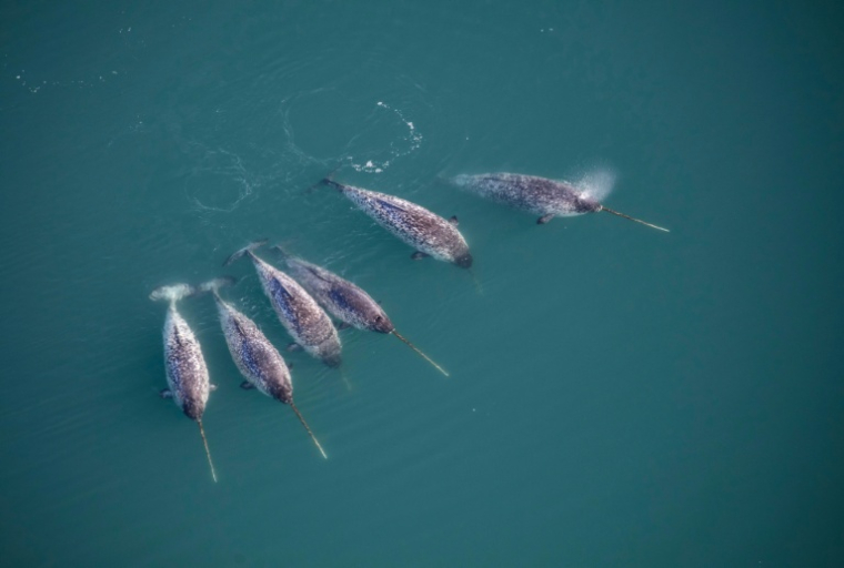 Photo non datée, diffusée par l'Institut de la nature du Groenland le 21 février 2023, montrant une vue aérienne de narvals dans les fjords au large de la côte est du Groenland ( Groenlands Naturinstitut / Carsten Egevang )