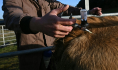 Un vétérinaire vaccine un bovin contre la dermatose nodulaire contagieuse (DNC) le 17 décembre 2025, à Pomy, dans l'Aude ( AFP / Matthieu RONDEL )