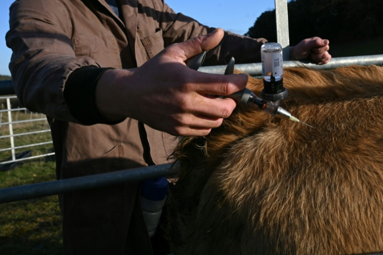 Un vétérinaire vaccine un bovin contre la dermatose nodulaire contagieuse (DNC) le 17 décembre 2025, à Pomy, dans l'Aude ( AFP / Matthieu RONDEL )