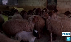 Des réfugiés syriens fuient l'offensive israélienne au Liban et retournent dans une Syrie en ruines