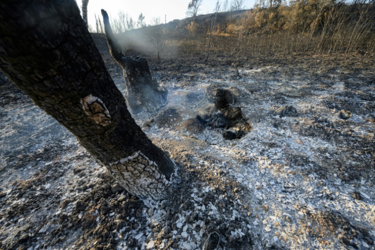 Des arbres et de la végétation calcinés après un incendie près de la localité de Fontjoncouse, dans l'Aude, le 8 août 2025 ( AFP / Lionel BONAVENTURE )
