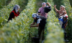 Des ouvriers ramassent des raisins dans un vignoble Taittinger lors de la traditionnelle récolte de vin de Champagne à Pierry