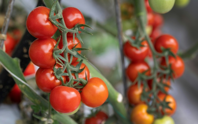 Des tomates dans une serre à Taulé, dans l'ouest de la France, le 25 juin 2026 ( AFP / Fred TANNEAU )