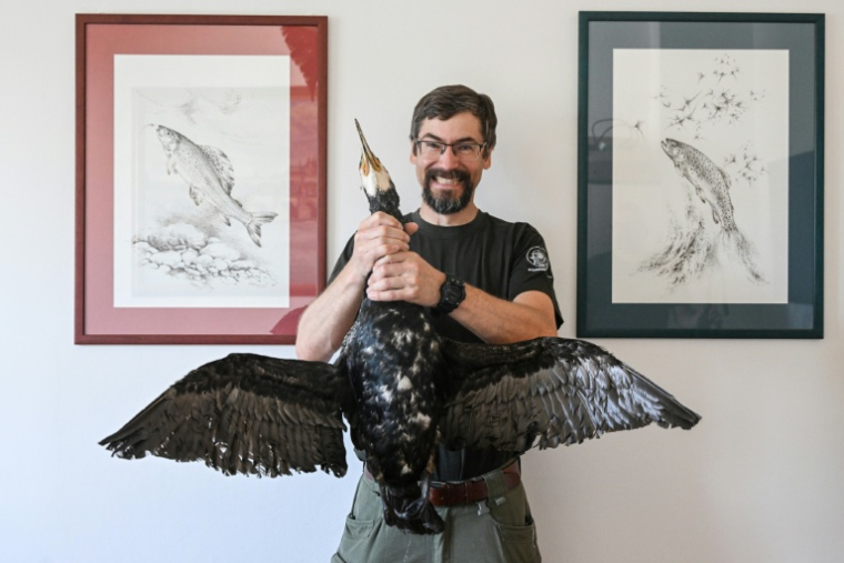 Pavel Vrana, ichtyologue à l'Union des pêcheurs tchèques, pose avec un cormoran empaillé, le 13 juillet 2026 à Prague ( AFP / Michal Cizek )