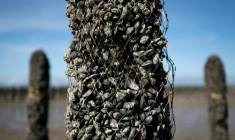 Un pieu à moules dont une partie des moules a disparu, au sein de l'exploitation Maine père & fils, au large de Bricqueville-sur-Mer, dans la Manche, le 13 septembre 2026 ( AFP / Guillaume SALIGOT )