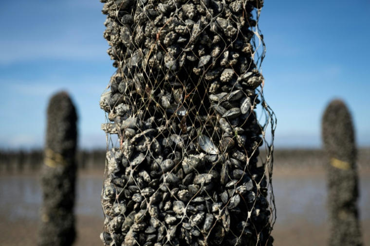 Un pieu à moules dont une partie des moules a disparu, au sein de l'exploitation Maine père & fils, au large de Bricqueville-sur-Mer, dans la Manche, le 13 septembre 2026 ( AFP / Guillaume SALIGOT )