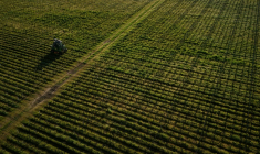 Les riverains des vignes sont plus imprégnés que les autres Français, démontre une étude nationale inédite, dévoilée lundi par deux agences sanitaires ( AFP / Philippe LOPEZ )
