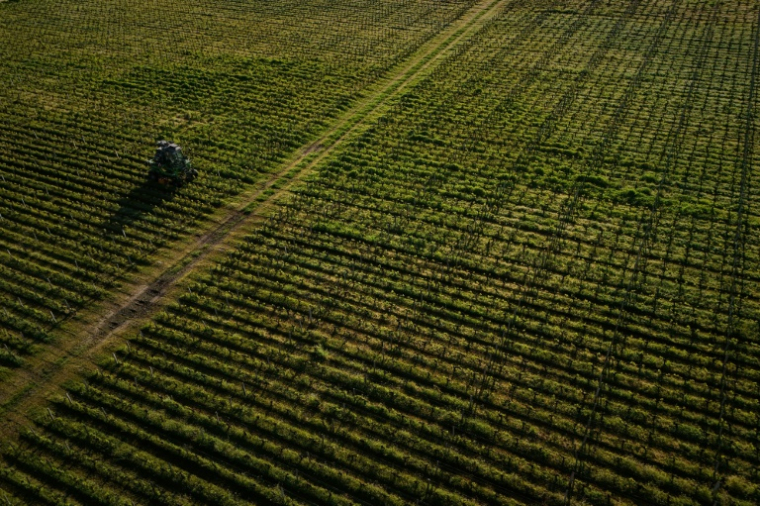 Les riverains des vignes sont plus imprégnés que les autres Français, démontre une étude nationale inédite, dévoilée lundi par deux agences sanitaires ( AFP / Philippe LOPEZ )