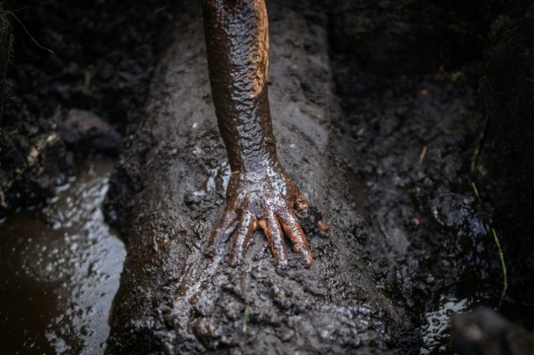 Un coutelier de l'atelier JHP creuse pour extraire un tronc de chêne en cours de fossilisation, appelé morta, dans la tourbe du marais de Brière, à Saint-André-des-Eaux, en Loire-Atlantique, le 15 octobre 2025 ( AFP / Loic VENANCE )