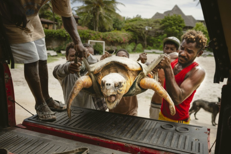 Des membres de l'ONG Local Ocean Conservation (LOC) transportent une tortue qui vient d'être hameçonnée vers le centre du LOC où elle sera soignée, le 22 mai 2025 à Watamu, au Kenya ( AFP / Fredrik Lerneryd )