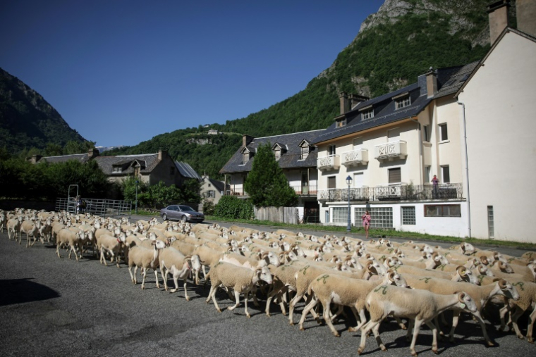 Un troupeau de moutons traverse Gèdre, dans les Hautes-Pyrénées, le 18 juin 2025 ( AFP / Valentine CHAPUIS )