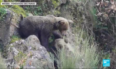 Espagne : les ours dans les Asturies, une cohabitation harmonieuse avec les hommes