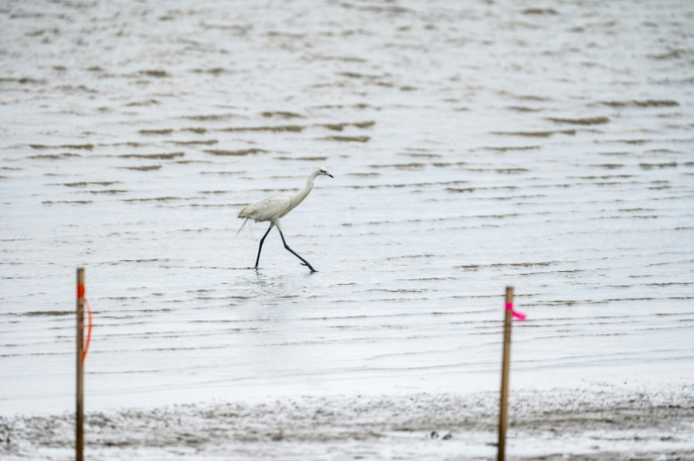 Une aigrette garzette cherche de la nourriture dans l'eau près de Starbase, le 28 mai 2025 au Texas ( AFP / SERGIO FLORES )