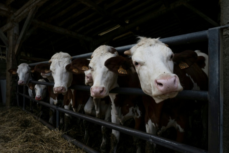 Des vaches à l'usine de biométhane de Blajan, en Haute-Garonne, le 18 mai 2026 ( AFP / Ed JONES )