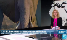 Le chef autodidacte Alexandre Bella Ola célèbre les saveurs variées du continent africain