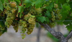 Cette photographie montre des raisins de cuve lors des vendanges à La Palme, dans le sud de la France, le 30 juillet 2026 ( AFP / Lionel BONAVENTURE )