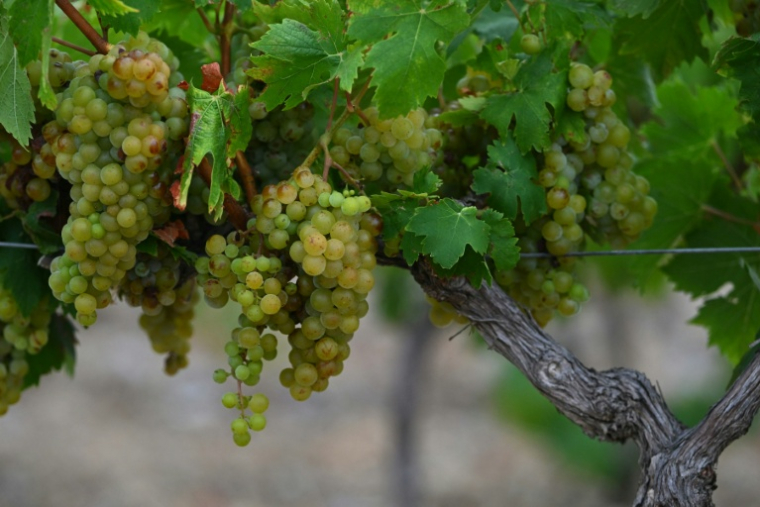 Cette photographie montre des raisins de cuve lors des vendanges à La Palme, dans le sud de la France, le 30 juillet 2026 ( AFP / Lionel BONAVENTURE )