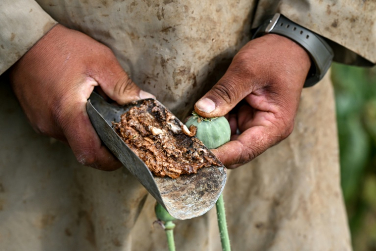 Un agriculteur récolte la sève de pavot dans un champ de la province du Badakhshan, le 22 juin 2026 en Afghanistan ( AFP / STR )