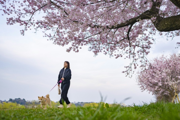 Un femme promène son chien sous un cerisier en fleurs à Kawasaki au Japon, le 24 mars 2026 ( AFP / Yuichi YAMAZAKI )
