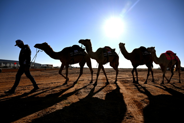 Des dromadaires avant la "Marree Australasian Camel Cup", dans la ville de Marree, dans l'outback d'Australie-Méridionale, le 27 juin 2026 ( AFP / William WEST )
