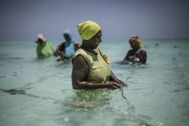 Des membres de la Coopérative des producteurs d'éponges de Zanzibar, une organisation dirigée par des femmes, s'occupent de leur ferme au large de Jambiani (Tanzanie), le 25 octobre 2025 ( AFP / MARCO LONGARI )