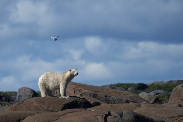 Un ours polaire près de Churchill, au Canada, en août 2022 ( AFP / Olivier MORIN )