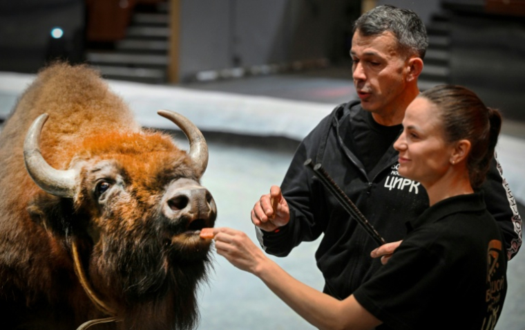 Le dresseur français Ivan Deforge et sa femme russe Maria lors d'une séance de travail avec des bisons d'Europe, au Grand cirsque de Moscou, le 1er octobre 2026 ( AFP / Alexander NEMENOV )