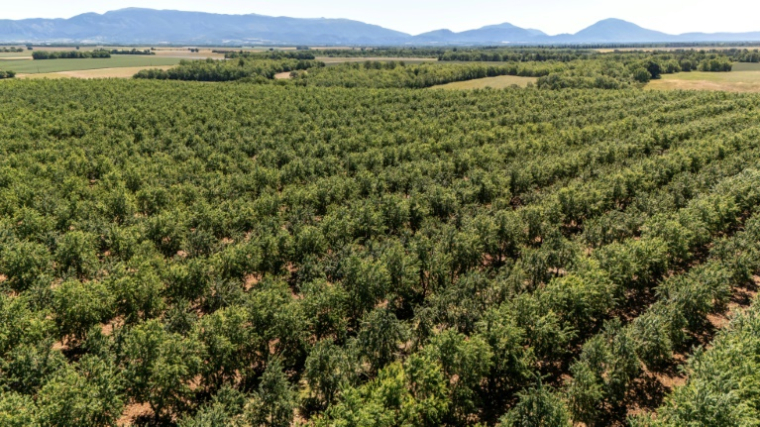 Vue aérienne d'une plantation d'amandiers équipée d'un système d'irrigation souterrain goutte-à-goutte géré à distance à l'aide d'un smartphone, le 3 juin 2026 à Valensole (Alpes-de-Hautes-Provence) ( AFP / MIGUEL MEDINA )