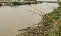 Un crocodile se repose sur la rive du fleuve Sokoto, appelé localement Maten Fada, à Argungu, dans l'État de Kebbi, au Nigeria, le 11 avril 2025 ( AFP / Suzanne Lassen )