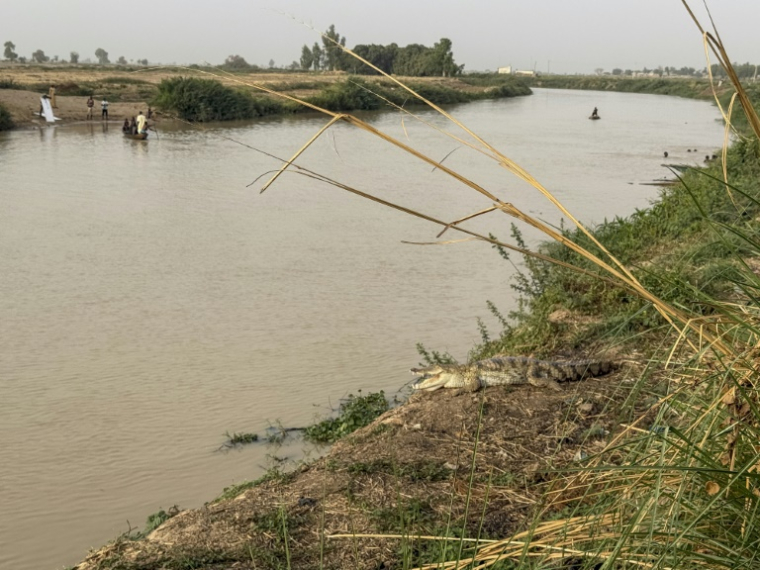 Un crocodile se repose sur la rive du fleuve Sokoto, appelé localement Maten Fada, à Argungu, dans l'État de Kebbi, au Nigeria, le 11 avril 2025 ( AFP / Suzanne Lassen )