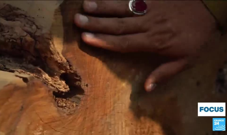 Pakistan : les autorités impuissantes face aux trafiquants de bois