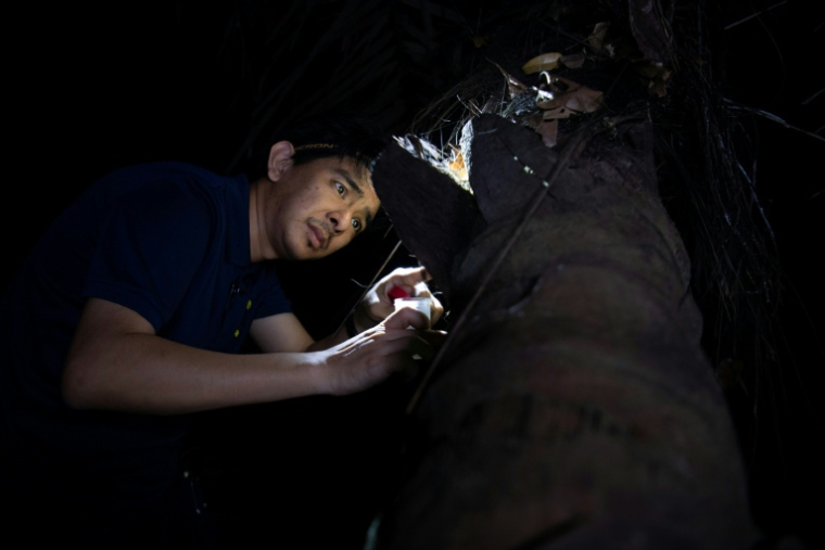 L'entomologiste Cristian Lucanas recherche des cafards sur l'écorce d'un cocotier sur le campus de l'université des Philippines à Los Banos, le 18 février 2026 ( AFP / Ted ALJIBE )