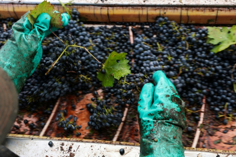 Vendanges dans un vignoble de la Central Valley à Lodi, en Californie, le 13 octobre 2025 ( AFP / Patrick T. Fallon )