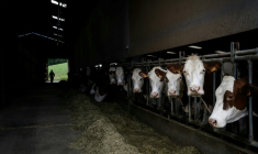 Un éleveur attend un vétérinaire qui vient vacciner son troupeau de vaches contre la dermatose à Aviernoz, le 22 juillet 2025 en Haute-Savoie ( AFP / JEFF PACHOUD )