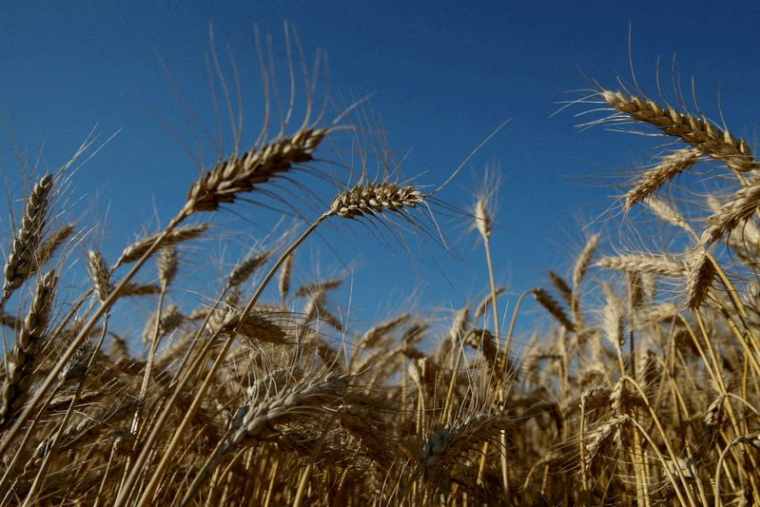 UKRAINE: LA BANQUE GÉNÉTIQUE NATIONALE DES PLANTES MENACÉE PAR LES COMBATS