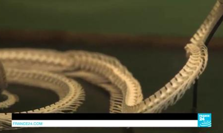 Deyrolle, paradis de la curiosité