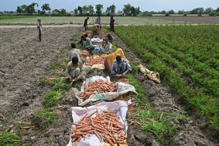 Des agriculteurs récoltent des carottes dans un champ situé à la périphérie de Lahore, le 19 avril 2026 ( AFP / Arif ALI )