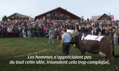 En Suisse, une course à dos de vaches réservée aux femmes