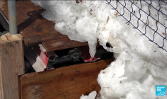 Amérique du Nord : des records de chaleur enregistrés au Canada pour février